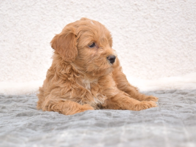 Maltipoo puppy for sale