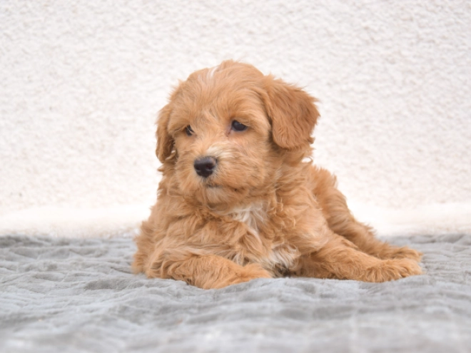 Maltipoo puppy for sale