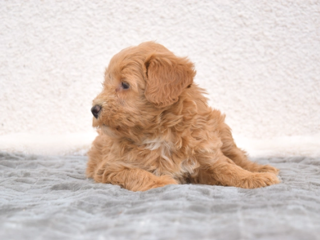 Maltipoo puppy for sale