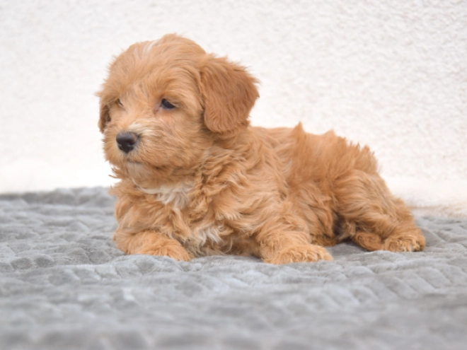 Maltipoo puppy for sale