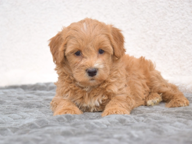 Maltipoo puppy for sale