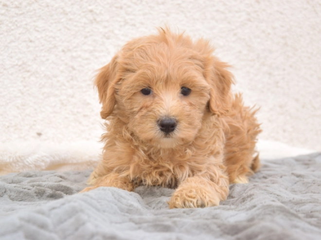 Maltipoo puppy for sale