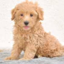 Reggie – F1b, golden Maltipoo for sale