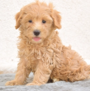 Maltipoo puppy for sale