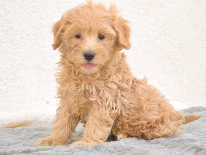 Maltipoo puppy for sale