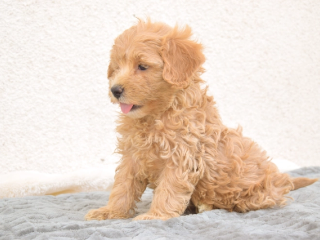 Maltipoo puppy for sale