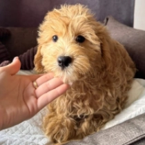 Reggie – F1b, golden Maltipoo en venta