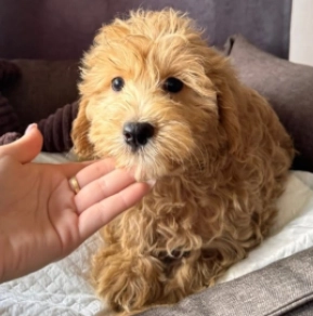 Perros Maltipoo en venta
