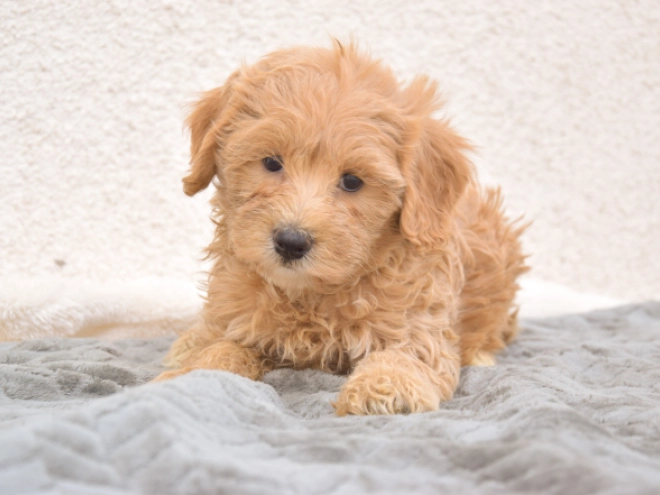 Maltipoo puppy for sale