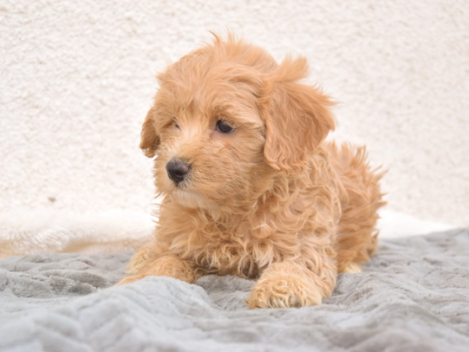 Maltipoo puppy for sale