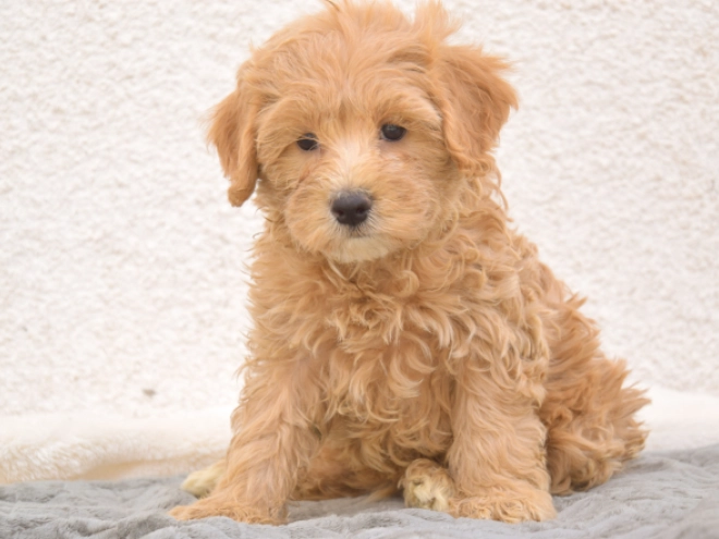 Maltipoo puppy for sale
