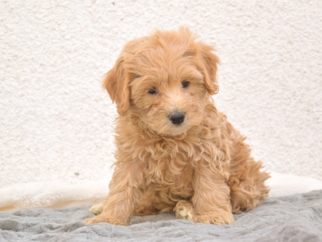 Maltipoo puppy for sale