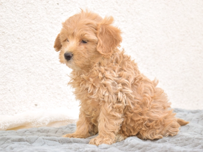 Maltipoo puppy for sale