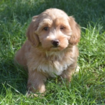 Luna, golden Maltipoo for sale