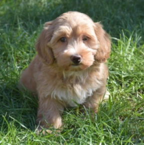 Maltipoo puppy for sale