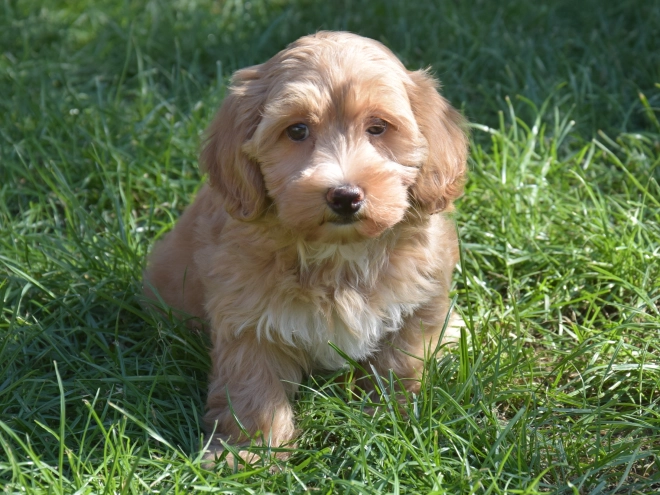 Maltipoo puppy for sale