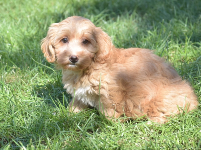 Maltipoo puppy for sale