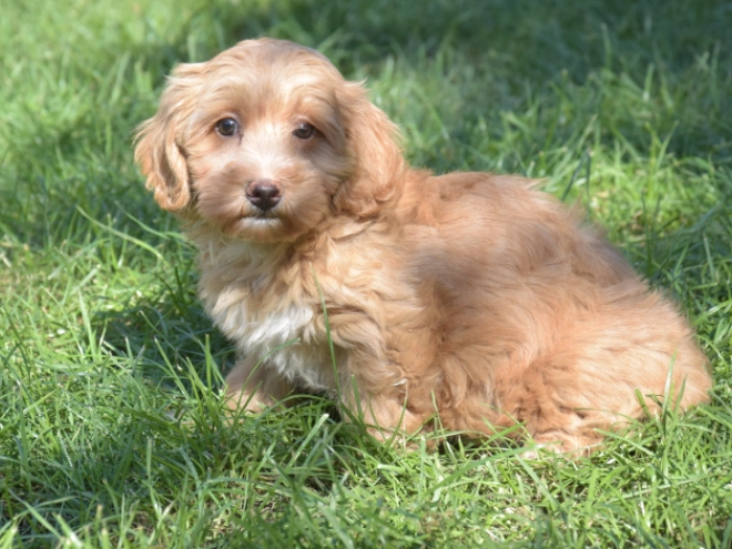 Maltipoo puppy for sale