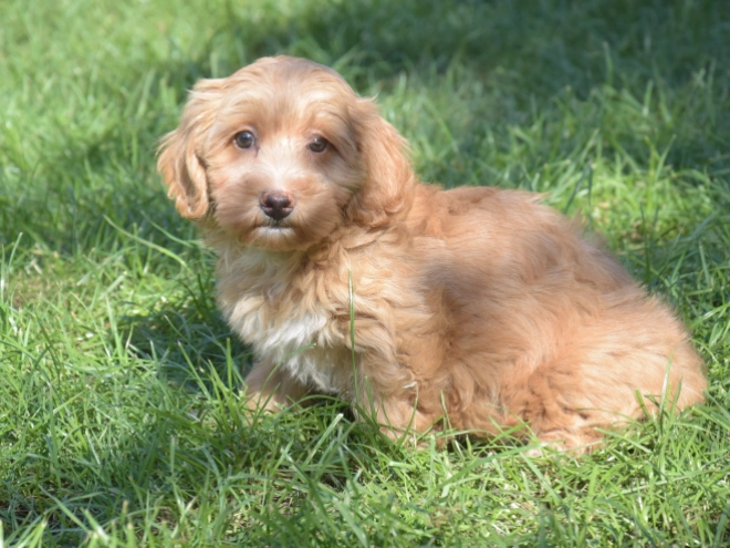 Maltipoo puppy for sale