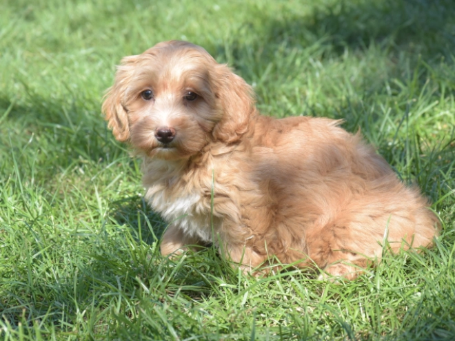 Maltipoo puppy for sale