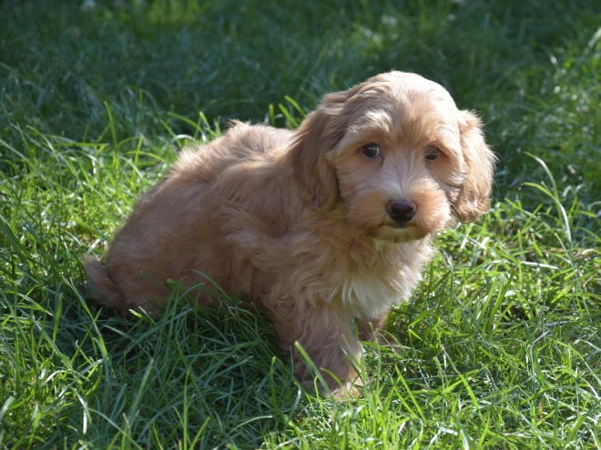 Maltipoo puppy for sale