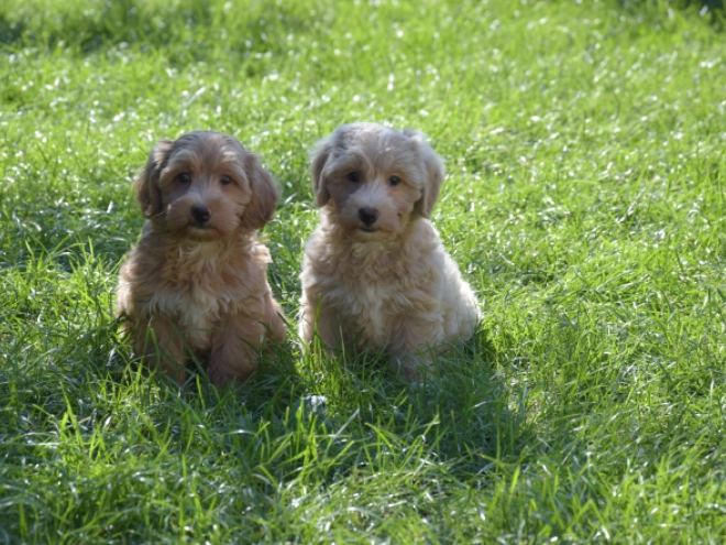 Maltipoo puppy for sale
