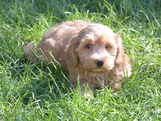 Maltipoo puppy for sale