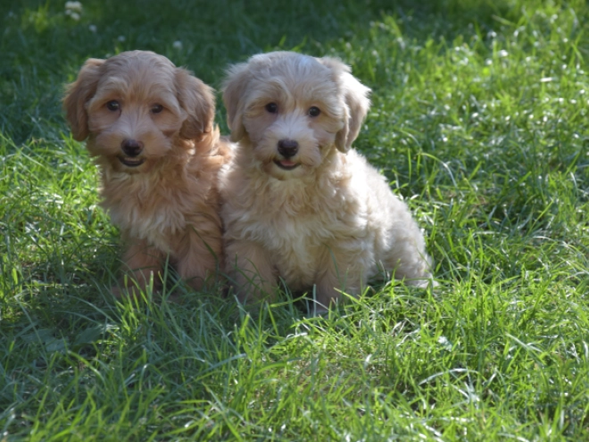 Maltipoo puppy for sale