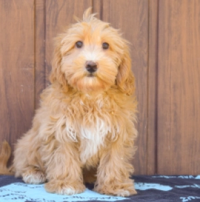 Maltipoo puppy for sale