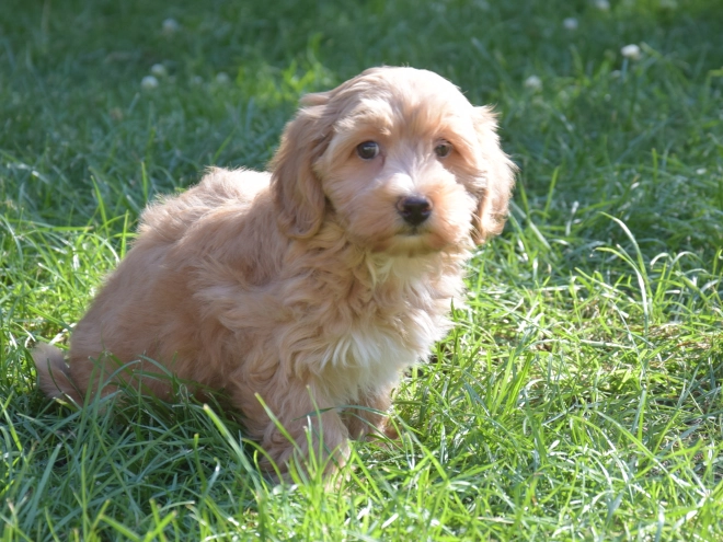 Maltipoo puppy for sale