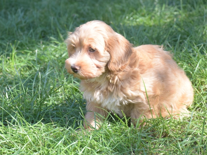 Maltipoo puppy for sale