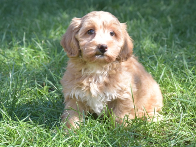 Maltipoo puppy for sale