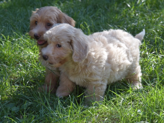Maltipoo puppy for sale