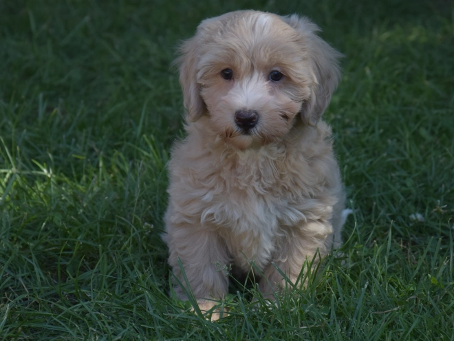Maltipoo puppy for sale