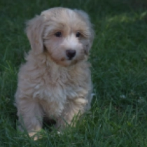 Atlas, golden Maltipoo for sale