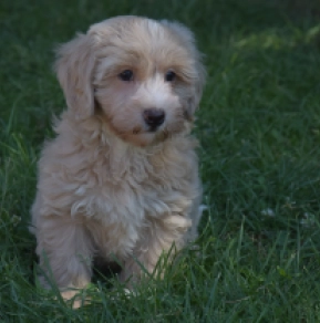 Maltipoo puppy for sale