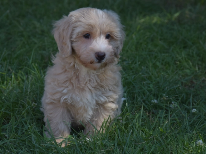 Maltipoo puppy for sale