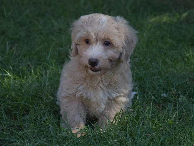 Maltipoo puppy for sale