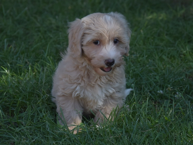 Maltipoo puppy for sale