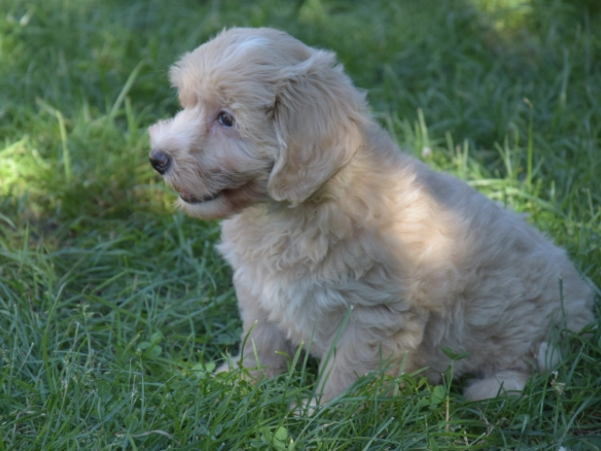 Maltipoo puppy for sale