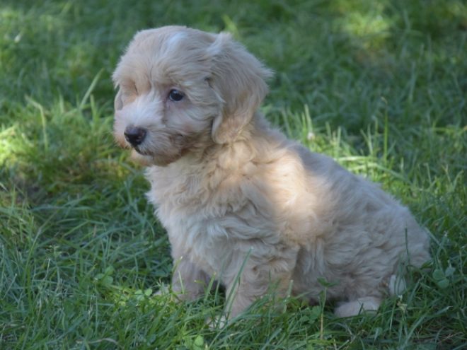 Maltipoo puppy for sale
