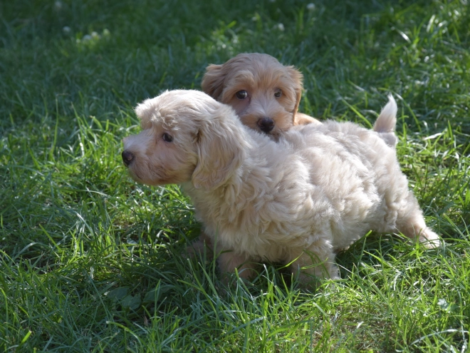 Maltipoo puppy for sale