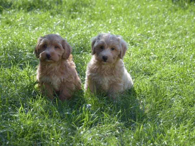 Maltipoo puppy for sale