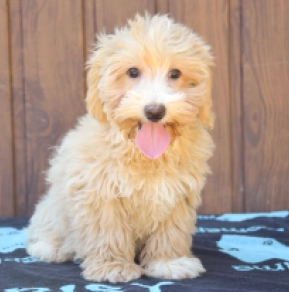 Maltipoo puppy for sale