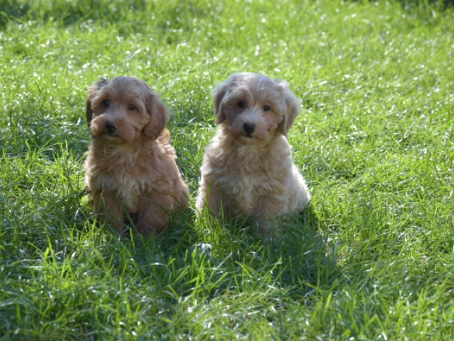 Maltipoo puppy for sale