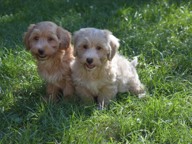 Maltipoo puppy for sale