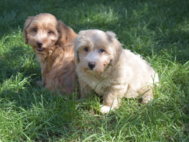 Maltipoo puppy for sale