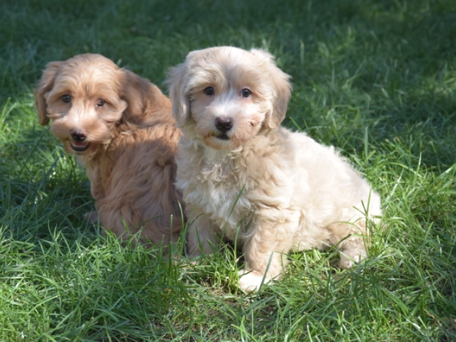Maltipoo puppy for sale