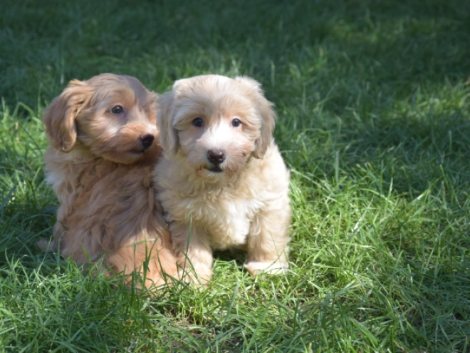 Maltipoo puppy for sale