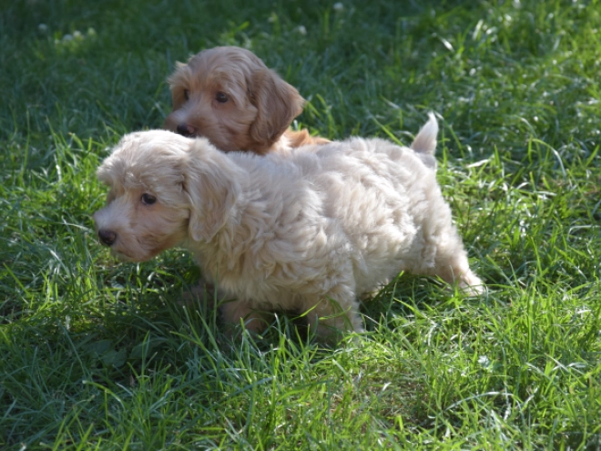 Maltipoo puppy for sale